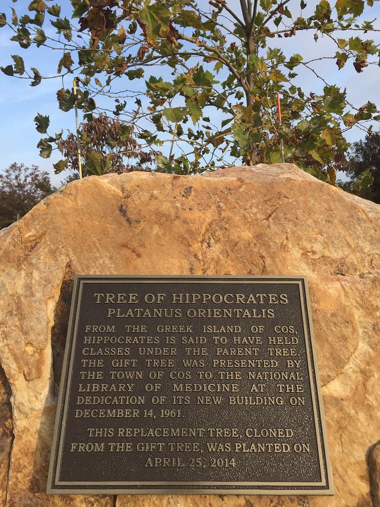 Tree of Hippocrates on NIH campus