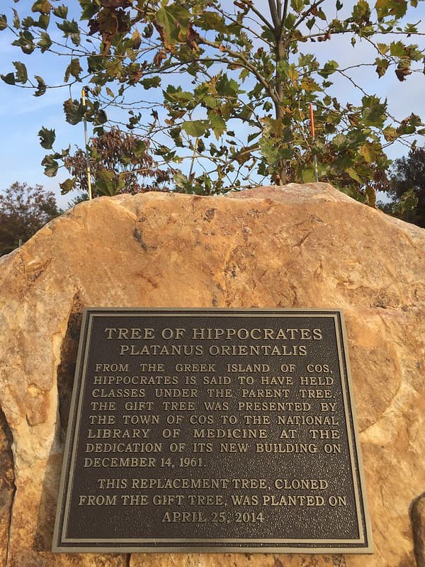 Tree of Hippocrates on NIH campus
