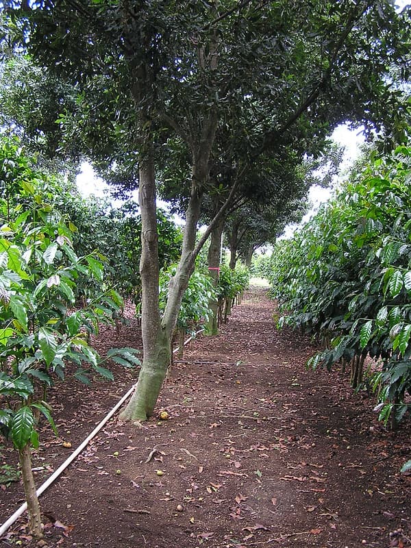 Macadamia coffee