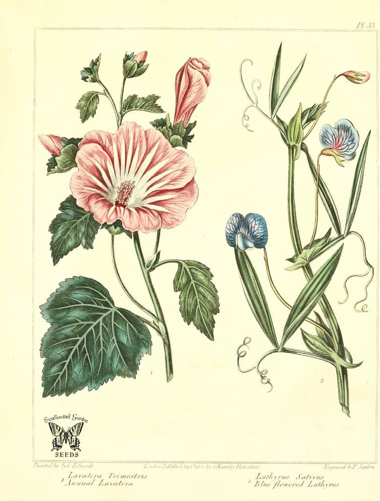 Annual Lavatera and Blue flowered Lathyrus.