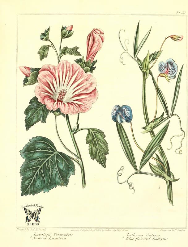Annual Lavatera and Blue flowered Lathyrus.