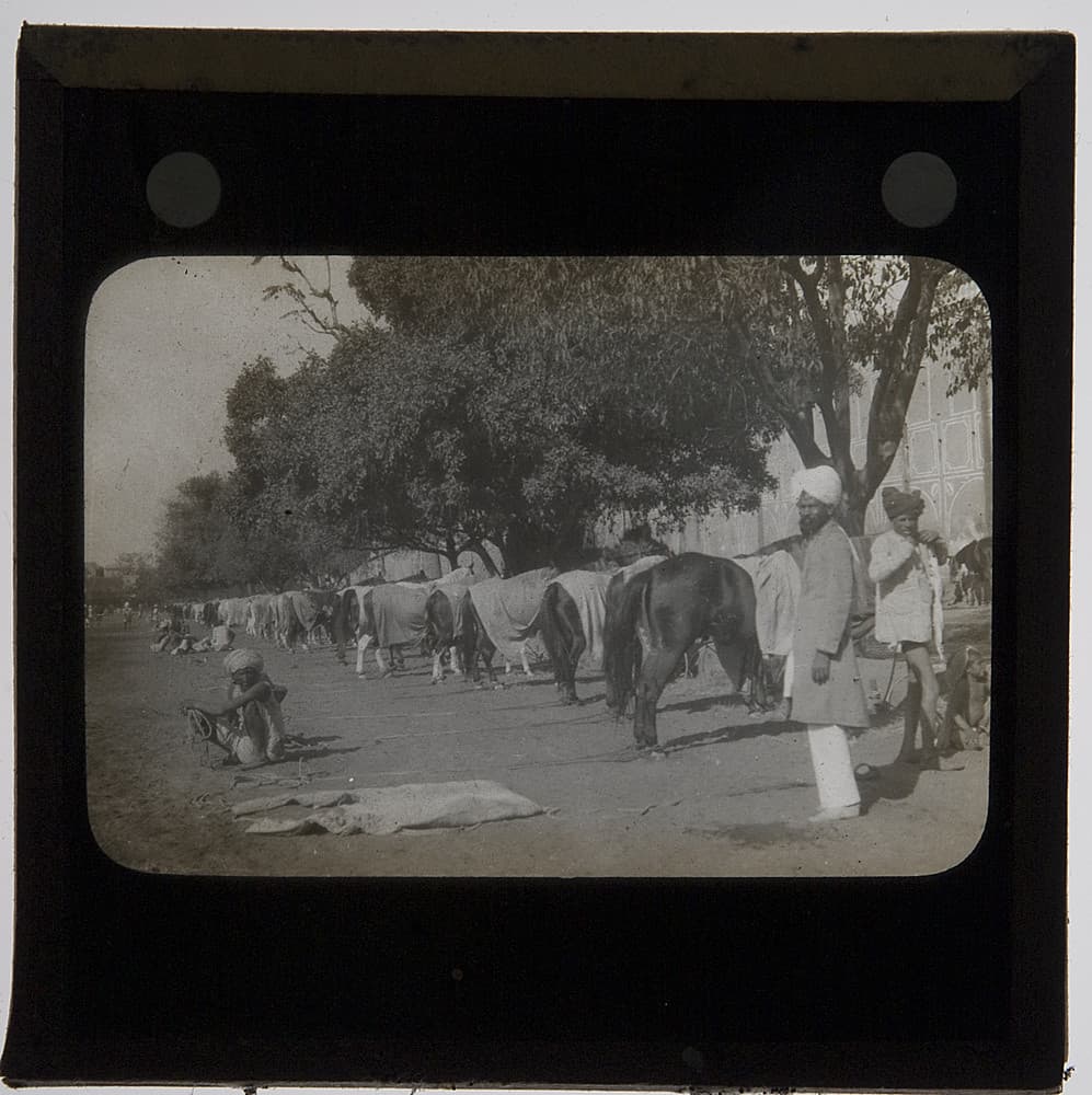Horses, Rajasthan, India, c.1900