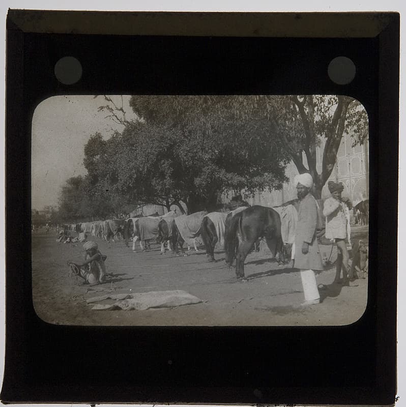 Horses, Rajasthan, India, c.1900