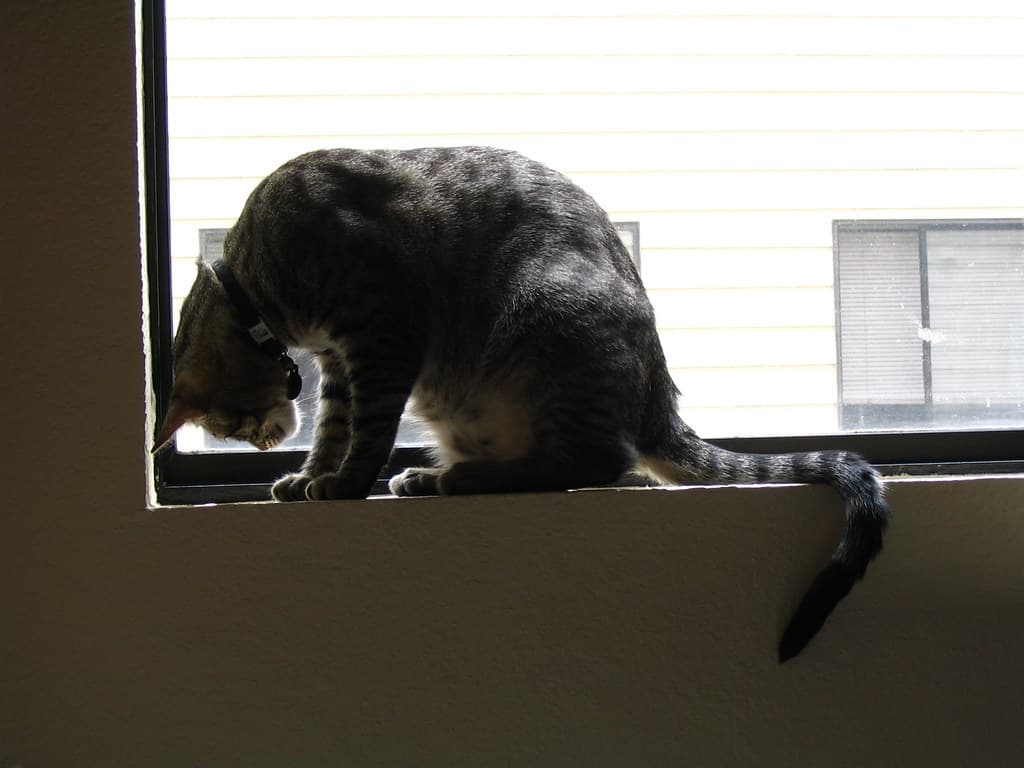 Radar watching bug on windowsill 4