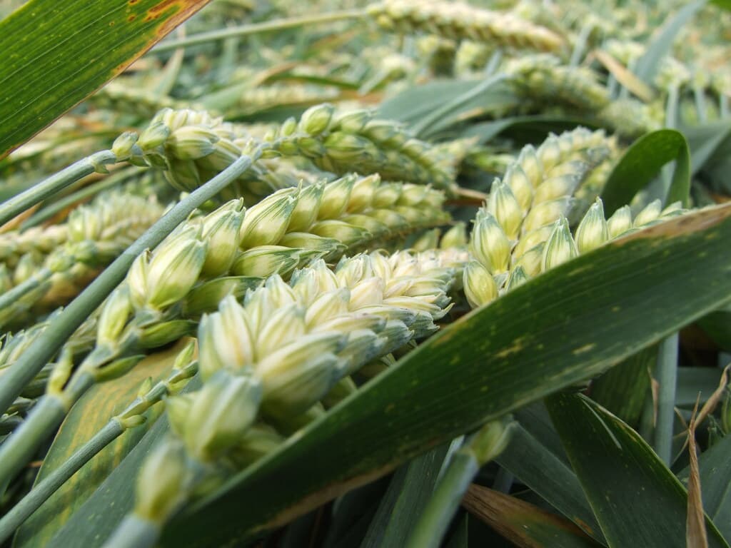 Wheat