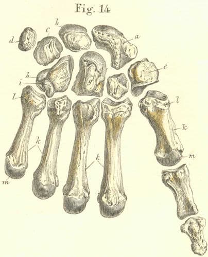 Anatomy, illustrations, medical