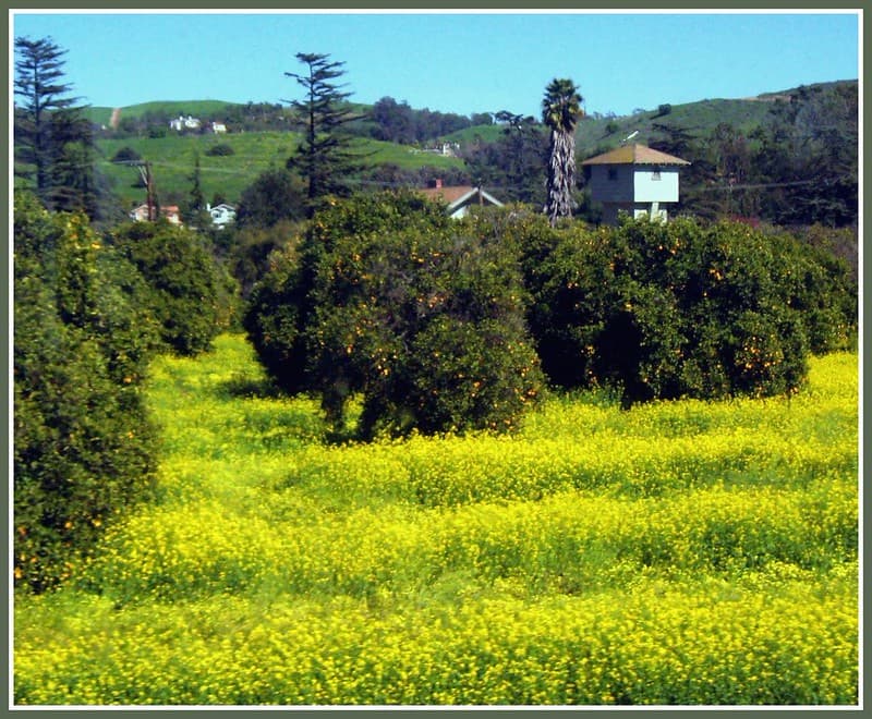 Yellow Fields in Orange County, California