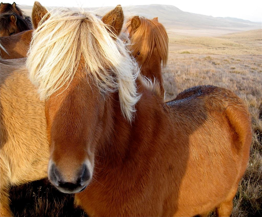 Blond (Icelandic Horses) Have More Fun