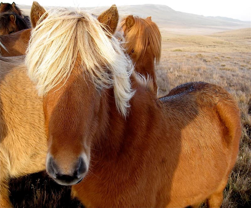 Blond (Icelandic Horses) Have More Fun