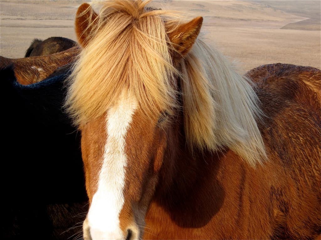 Iceland Horse
