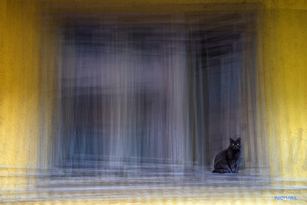 Window and cat