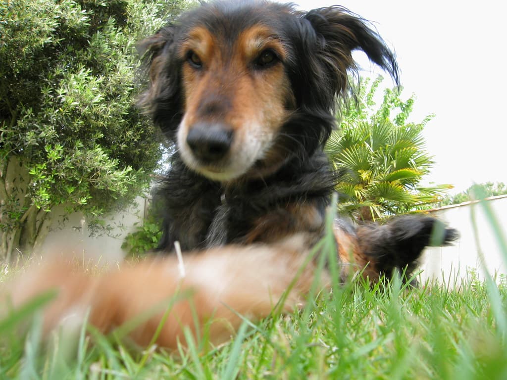Dog