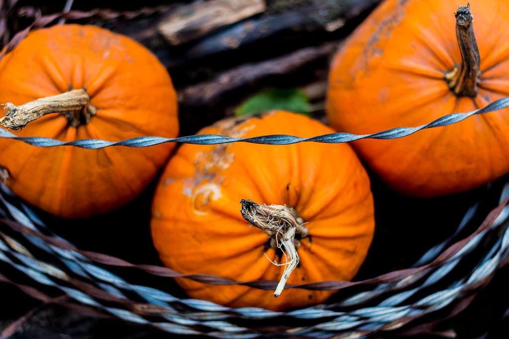 Three Pumpkins with Barbed Wire
