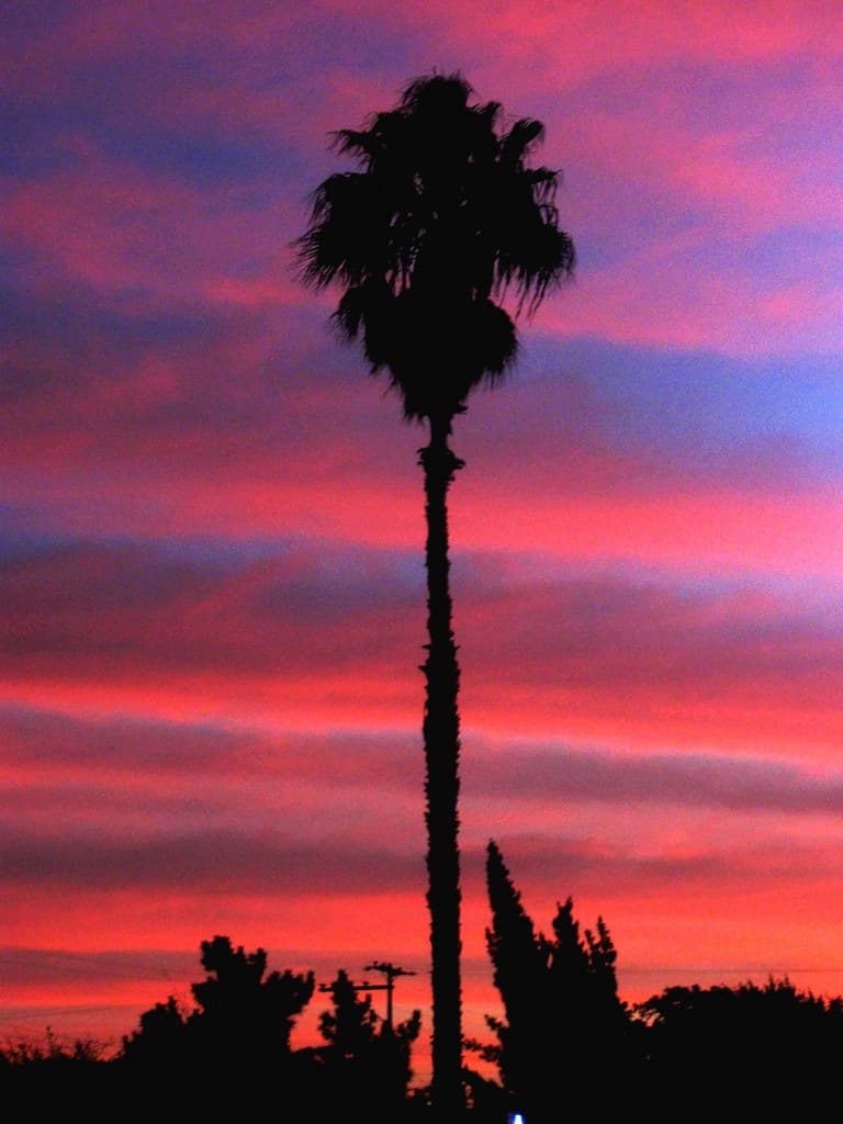 Pink and Blue Sky, A California Palm TreeClassic