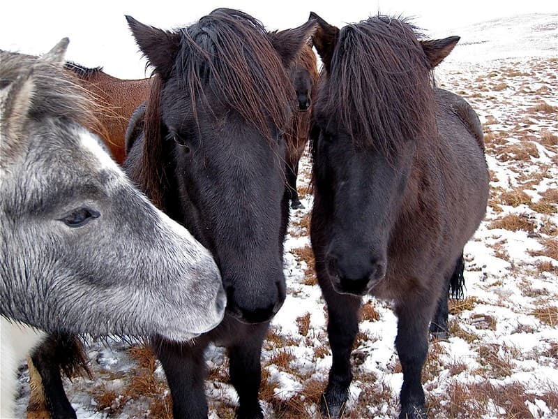 Let's Just Talk About Him in Horse Language...