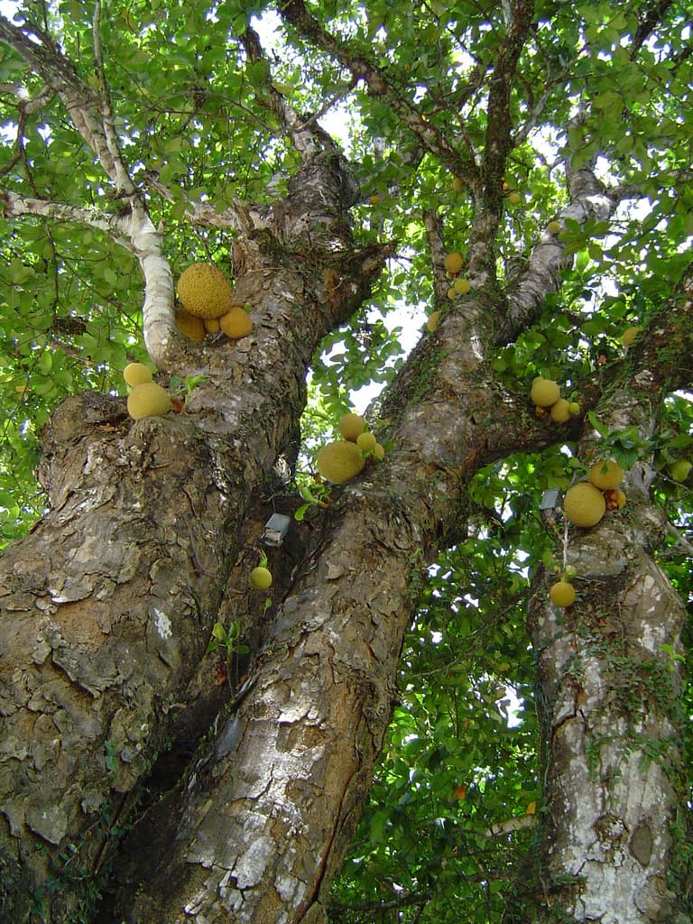 Jackfruit tree
