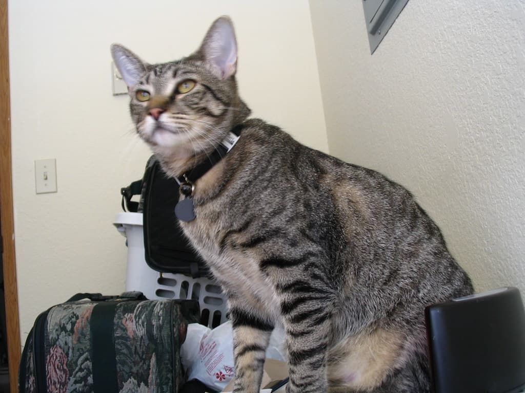 Radar trying to reach lure toy 2