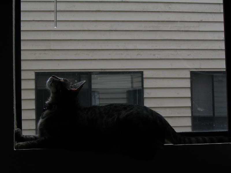 Radar watching bug on windowsill 6