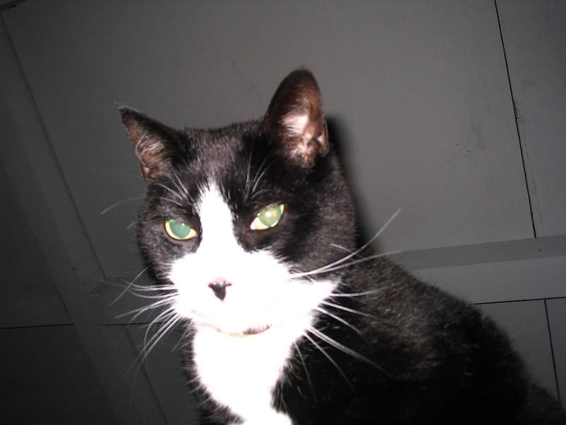Black and white cat on car roof headshot 1
