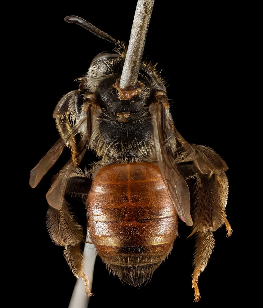 Andrenahybida, bee, bees