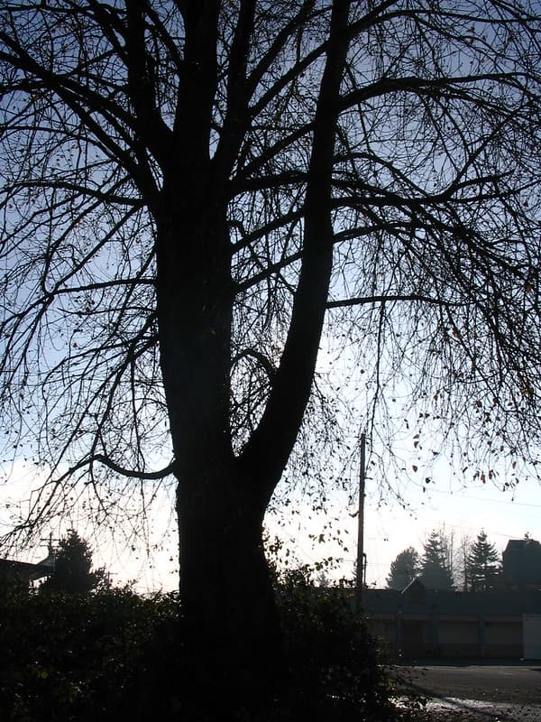 Silhouetted tree