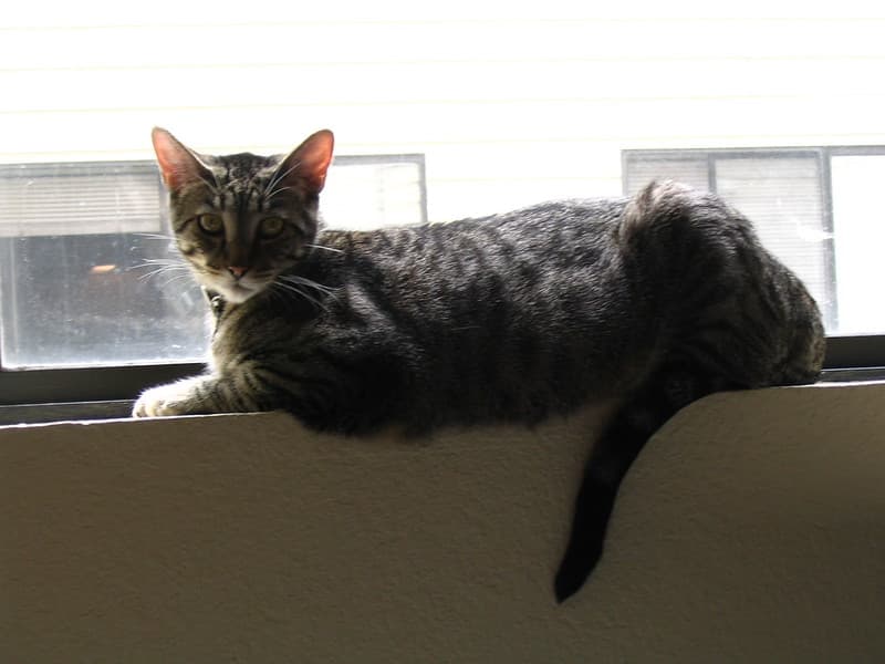 Radar lying on windowsill 3