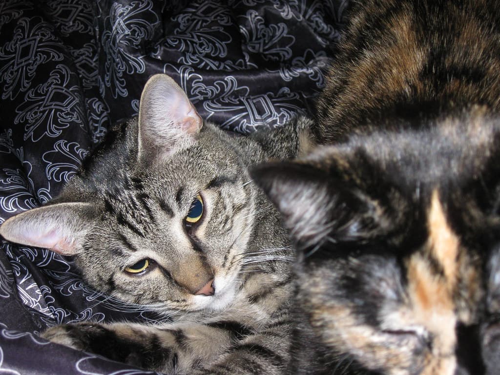 Harlequin and Radar