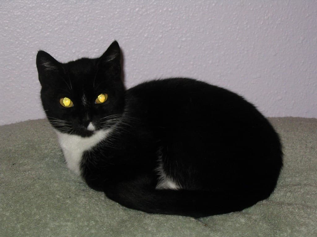 Mother cat sitting 1