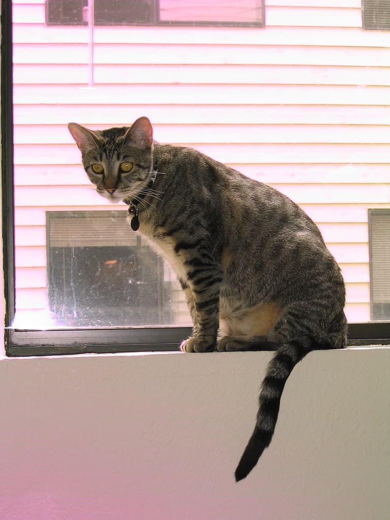 Radar sitting on windowsill 5