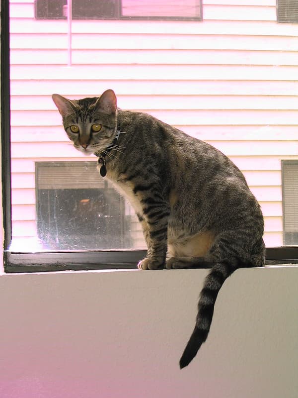 Radar sitting on windowsill 5