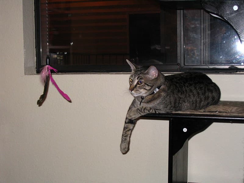 Radar lying on top of cat tower watching lure toy 1