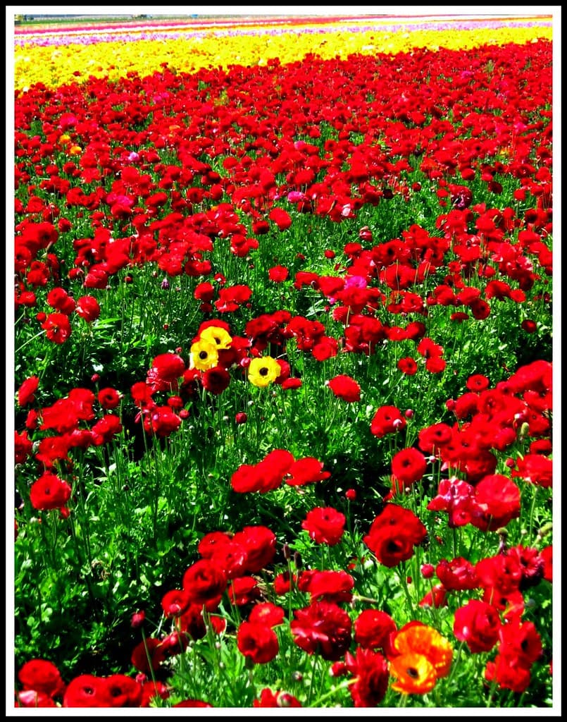 Red, Green, Yellow, Ranniculus Fields of Carlsbad