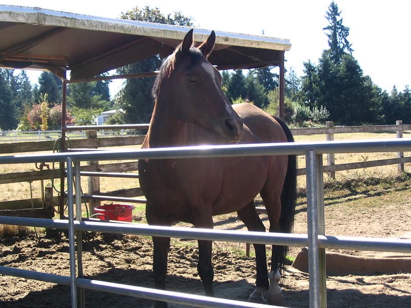 Bay horse at gate