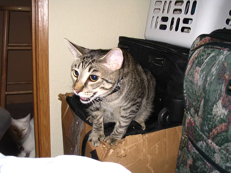 Radar panting and trying to reach lure toy 1