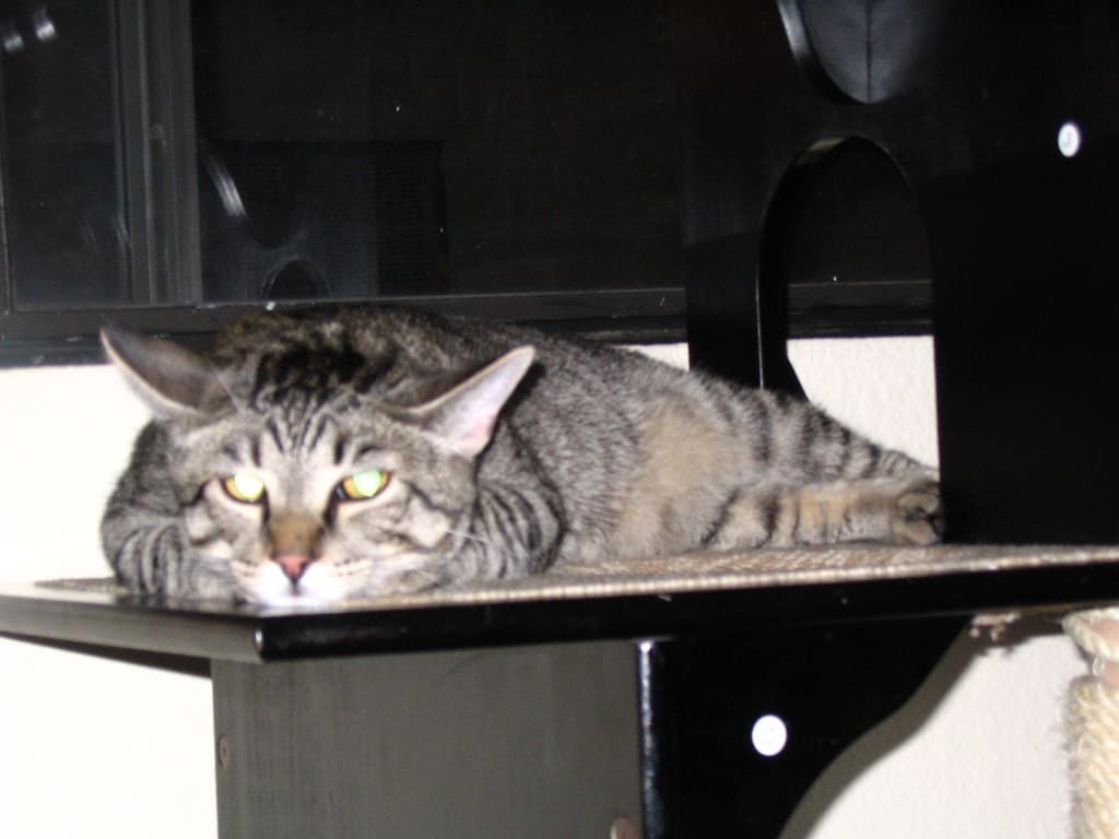 Radar lying on top of cat tower 4
