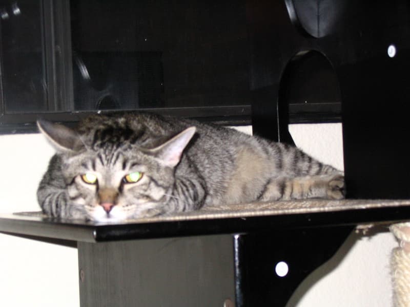 Radar lying on top of cat tower 4