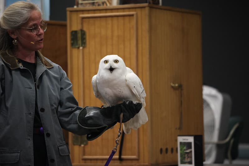 Snowy owl