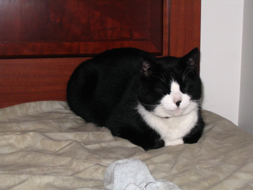 Roommate's cat Steve 4