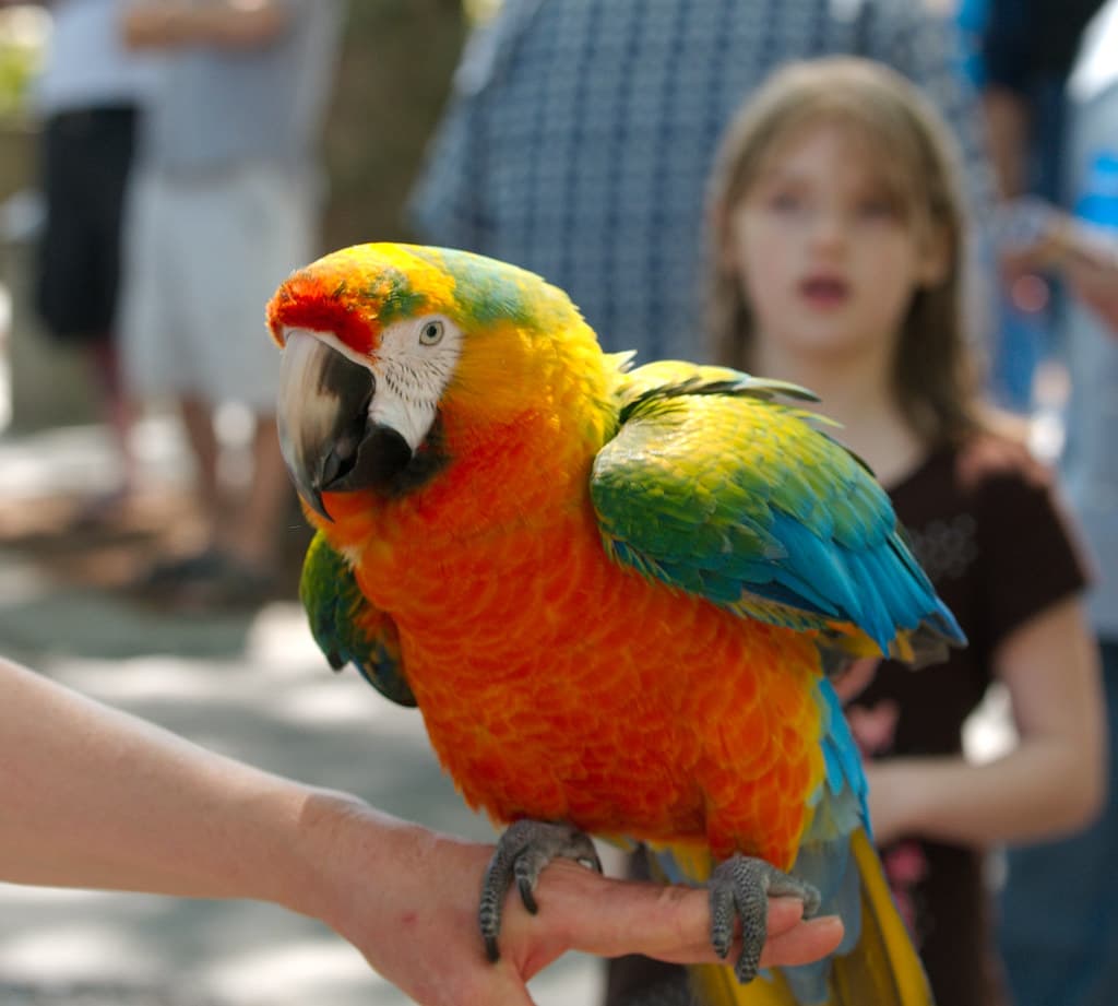 Parrot on hand with girl behind