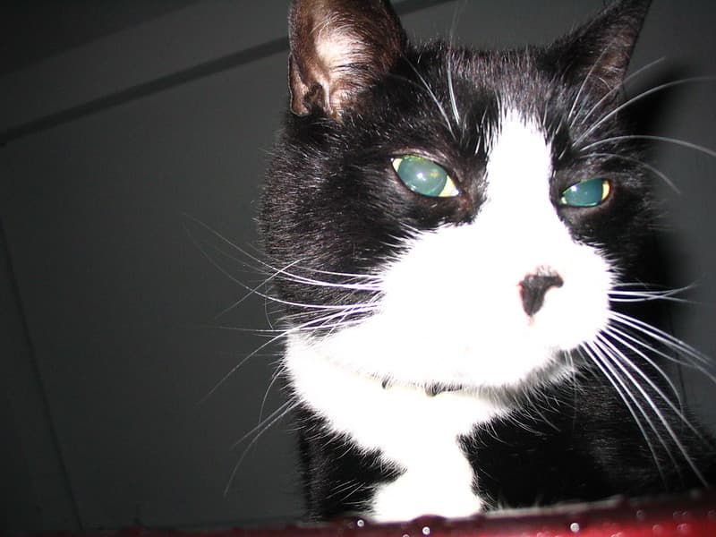 Black and white cat on car roof headshot 3