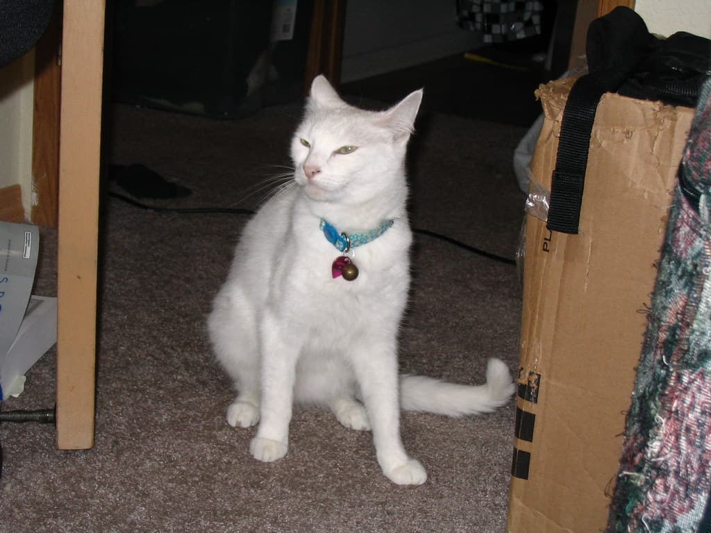 Kimiko watching Radar chase lure toy