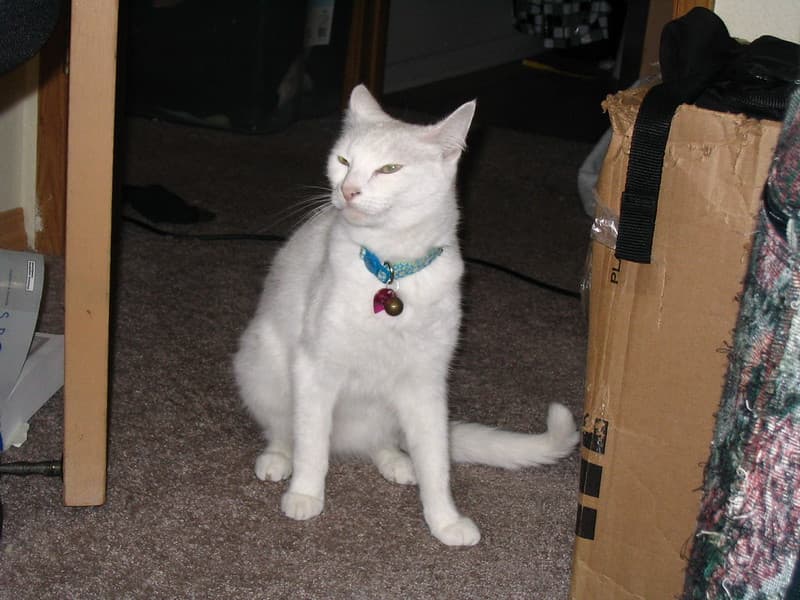 Kimiko watching Radar chase lure toy
