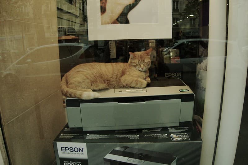 This cat is sleeping on a printer