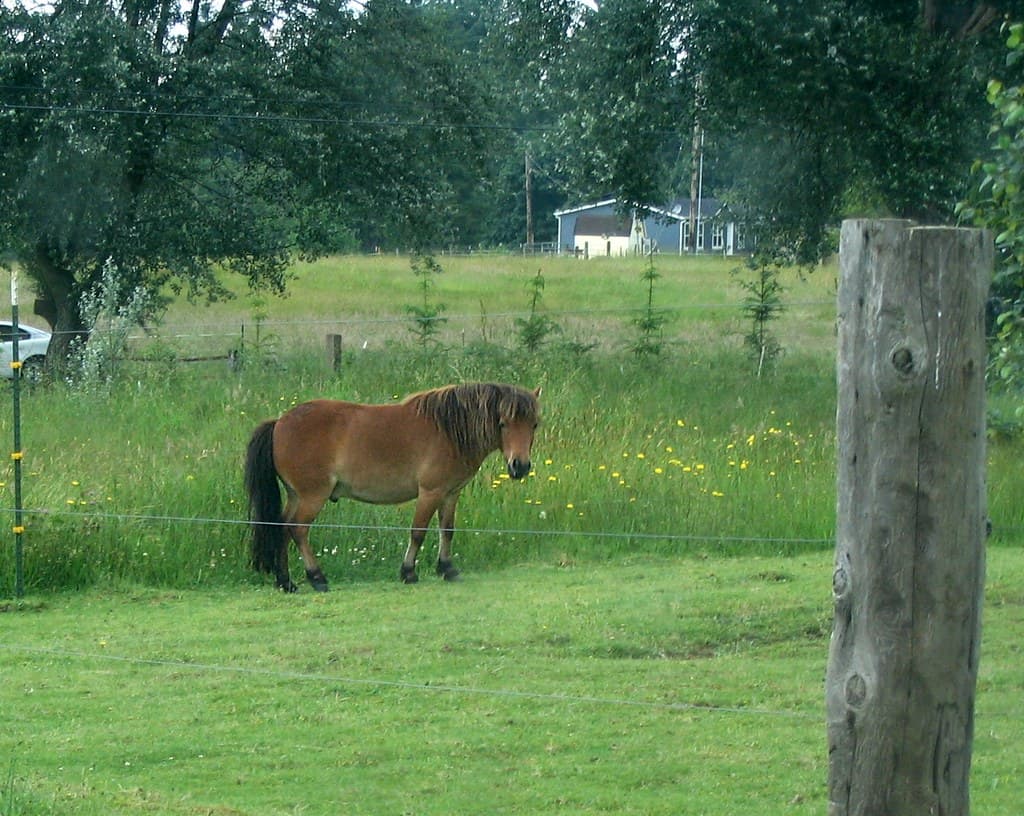 Bay horse in field 1
