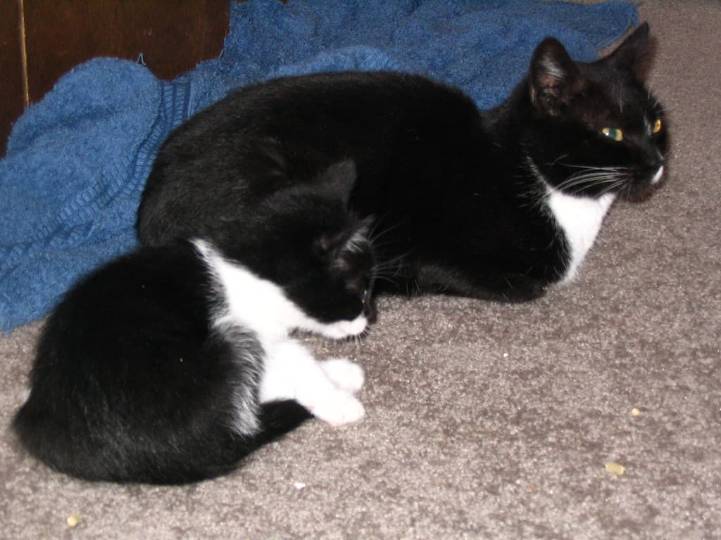 Mother cat and black and white kitten sitting