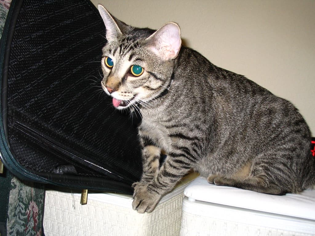 Radar panting and trying to reach lure toy 2