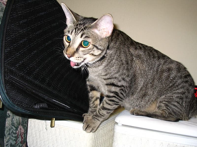 Radar panting and trying to reach lure toy 2