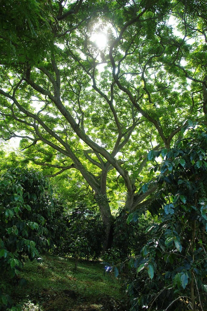 4 shade-grown Kona coffee