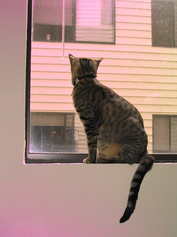 Radar sitting on windowsill 3