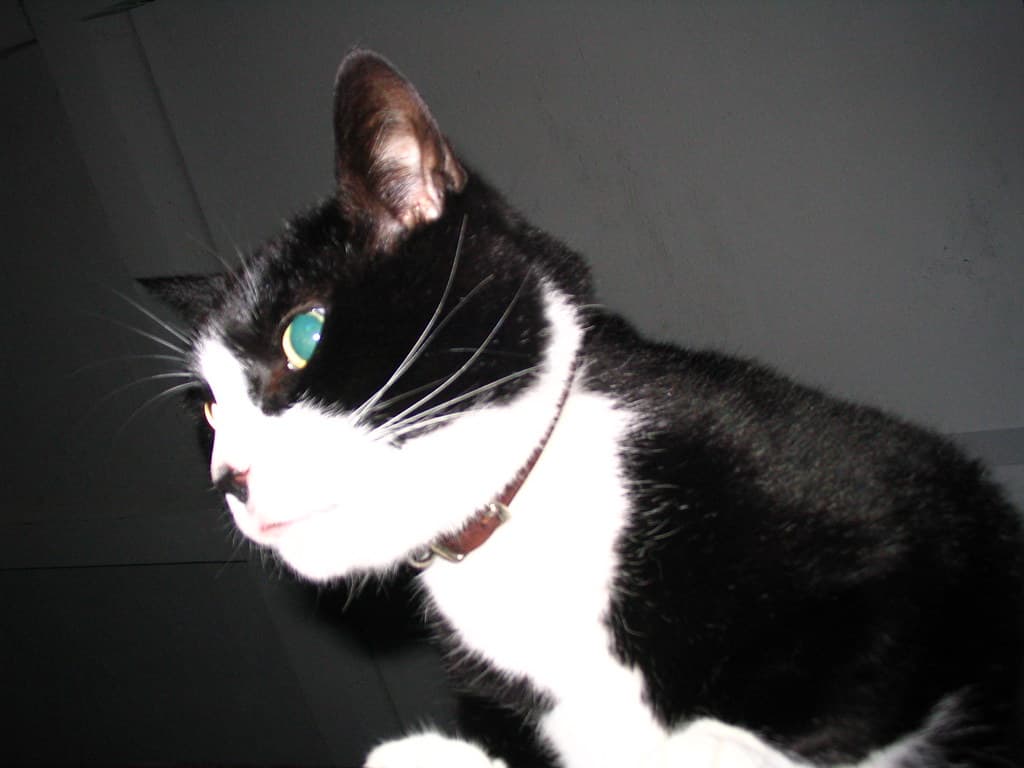 Black and white cat on car roof headshot 2